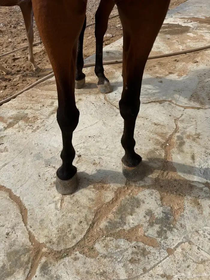 فرس شعبيه للبيع ثنين في واحد معها مهر قطعه طيبه . 2