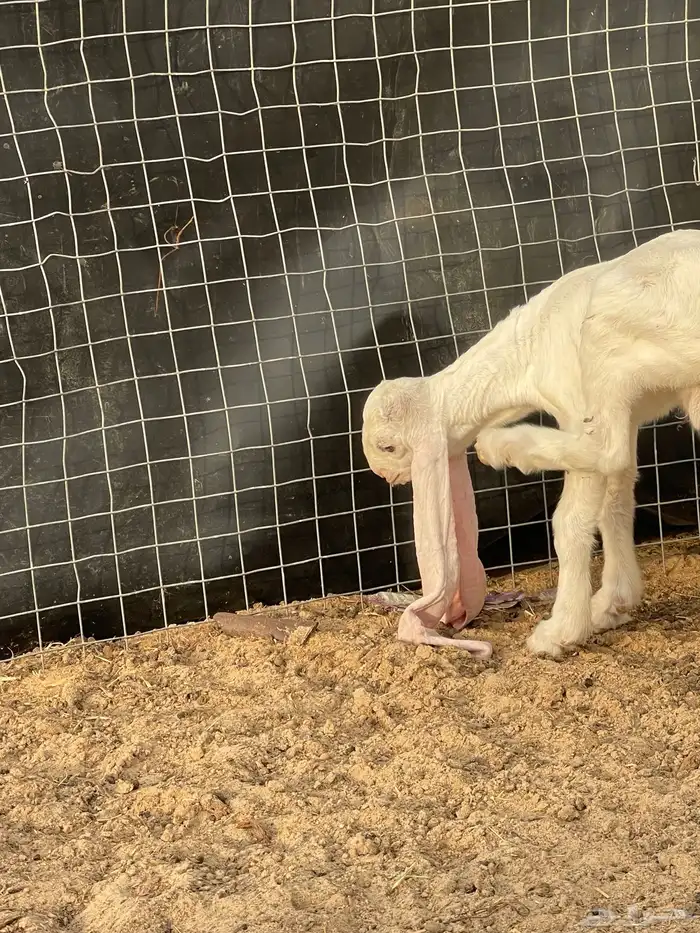 صنف فاخر مشروع فحل 2