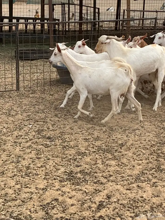 للبيع معزا جفار بيشيات برص ومعزا دهم 14