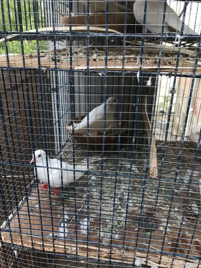 صنعاني اصيل شيبه صوت ناعم وحجم صغير 4