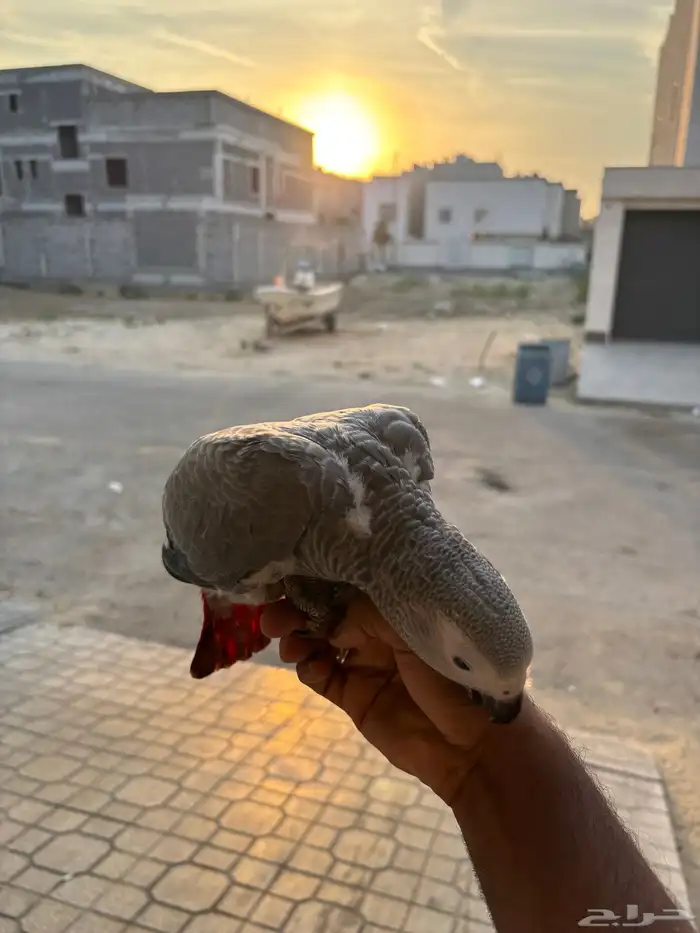 للبيع فرخ كاسكو انتاج محلي 2