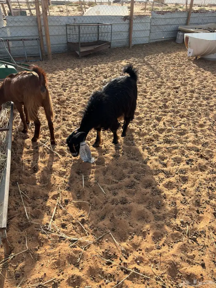 مقاني 20 بفحلها 1