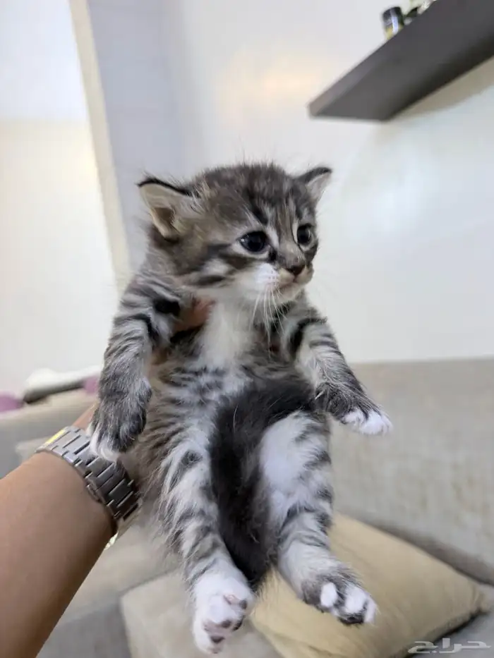 بسة هملايا معاها 2 كيتين 1