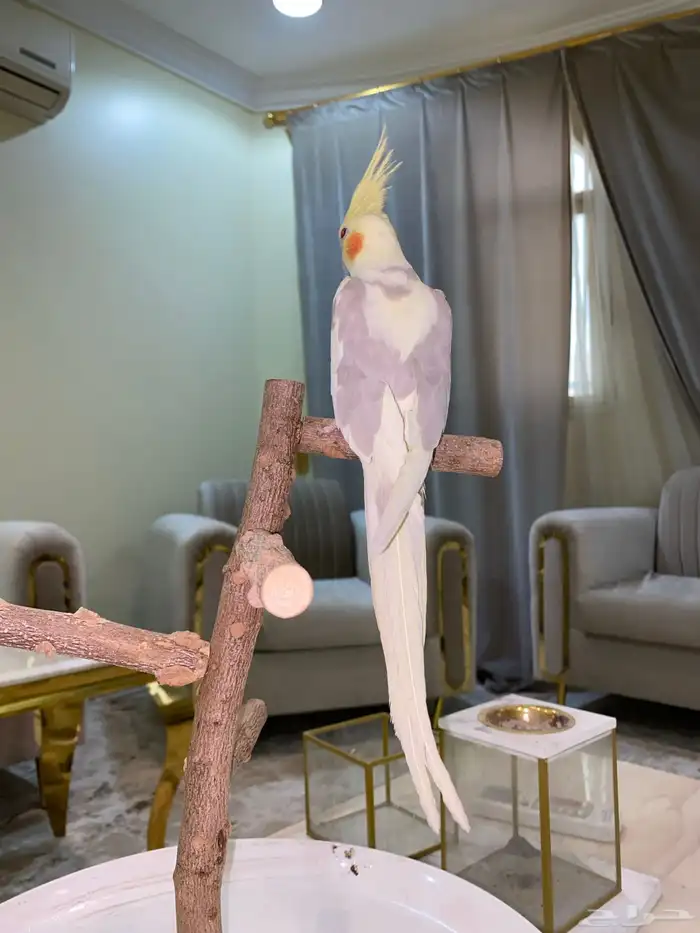 كروان اليف 2