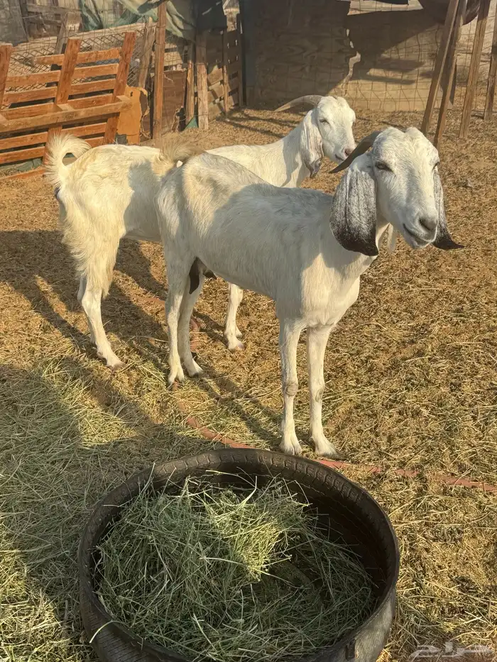 ماعز مهجنه 0