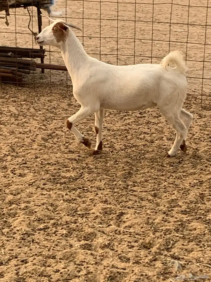 للبيع معزا جفار بيشيات برص ومعزا دهم 21