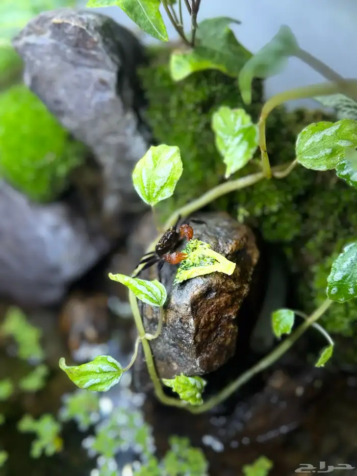 حوض بلوداريوم مع سلطعونات 7