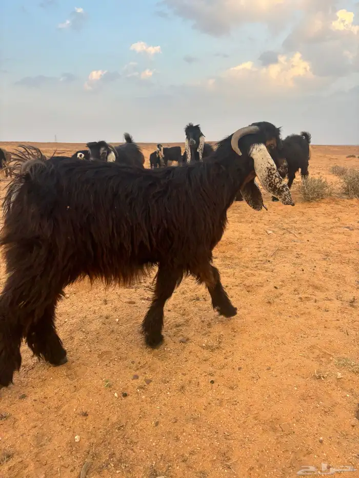 تيوس للبيع 7