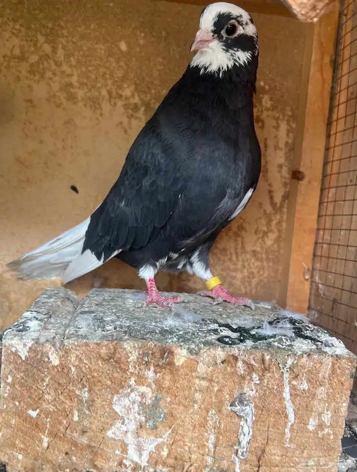 جوز قنادي قلابي 4