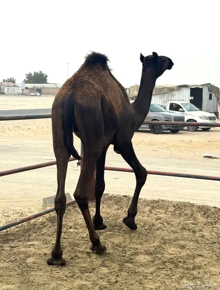 للبيع قعود مجاهيم - عمر سنة 2