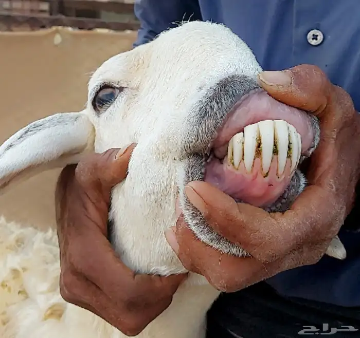 شاه صنف حري خلفه 0