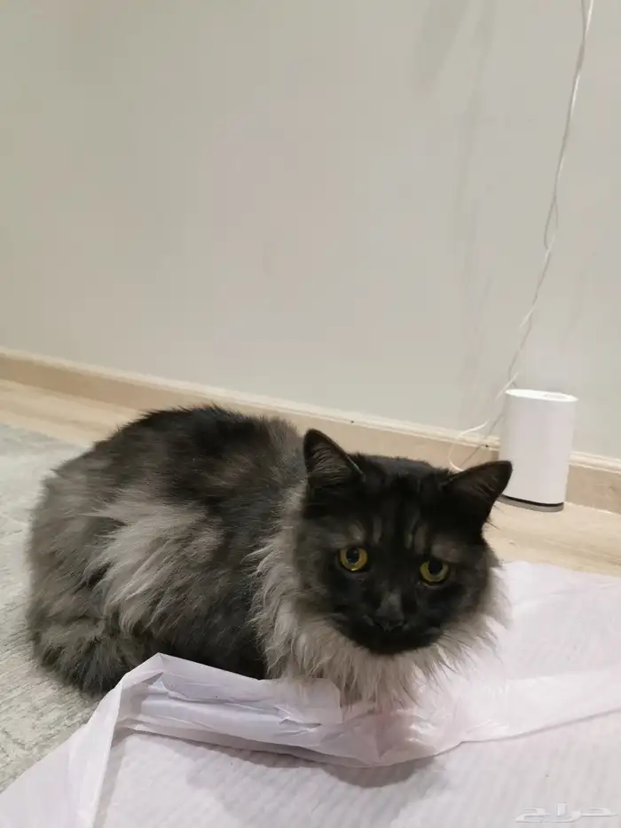 قطة للتبني 0