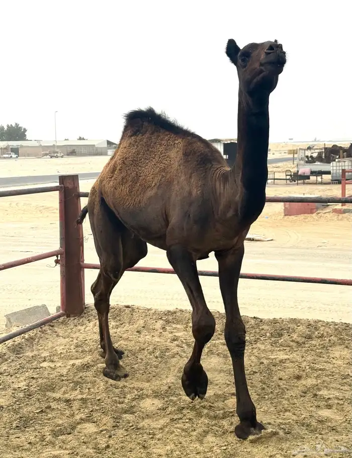 للبيع قعود مجاهيم - عمر سنة 1