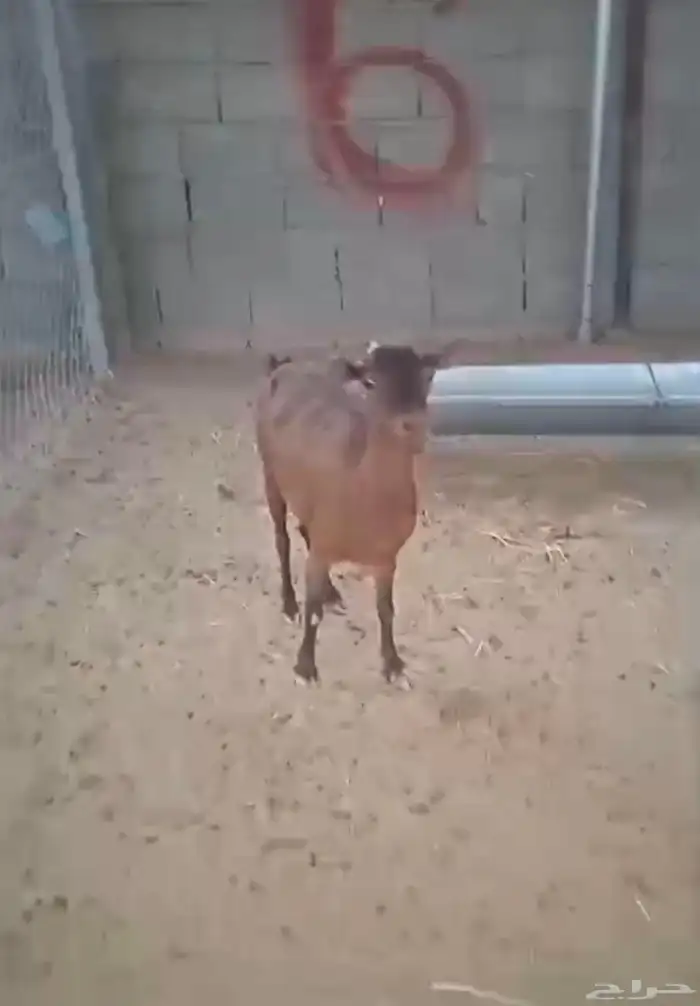 ماعز جنوبي متابيع 4