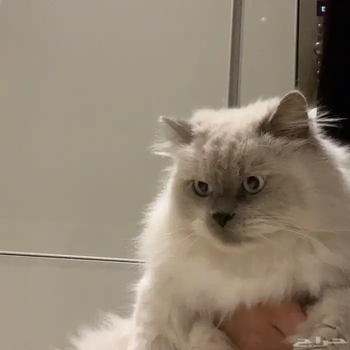 قط هملايا ذكر معقم عمره (5 سنوات ) للتبني 1