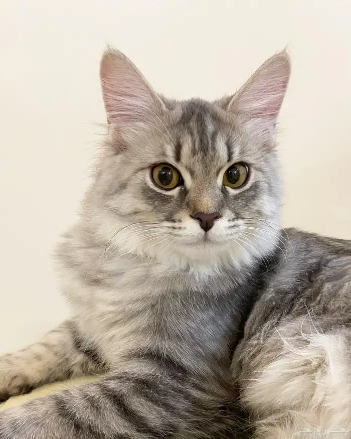 قطة للتبني المؤقت 2