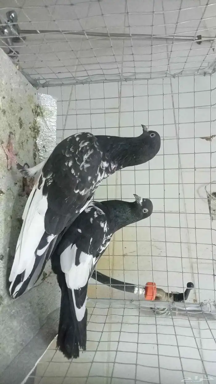 للبيع ازواج رام 18