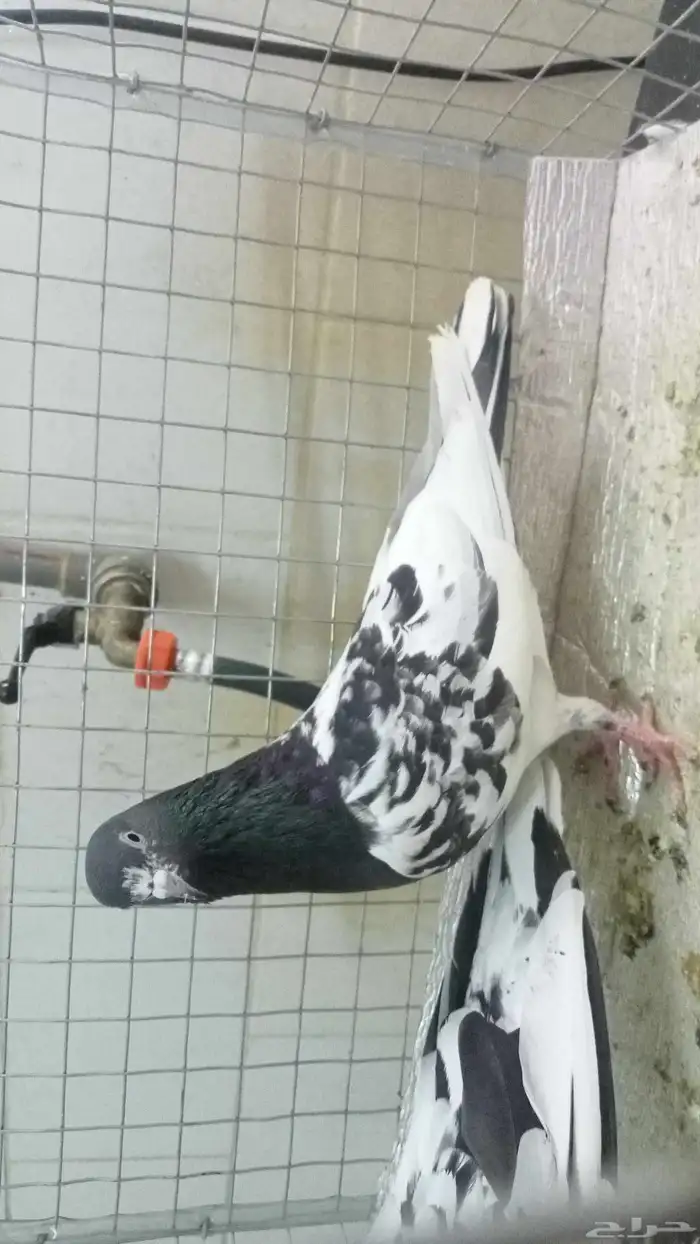 للبيع ازواج رام 15