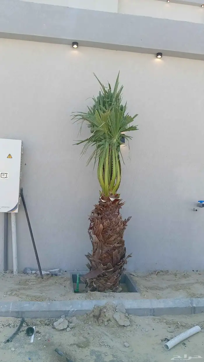 ابوياسين لبيع جميع انواع النخيل البلدي والواشنطن والفسيل 5