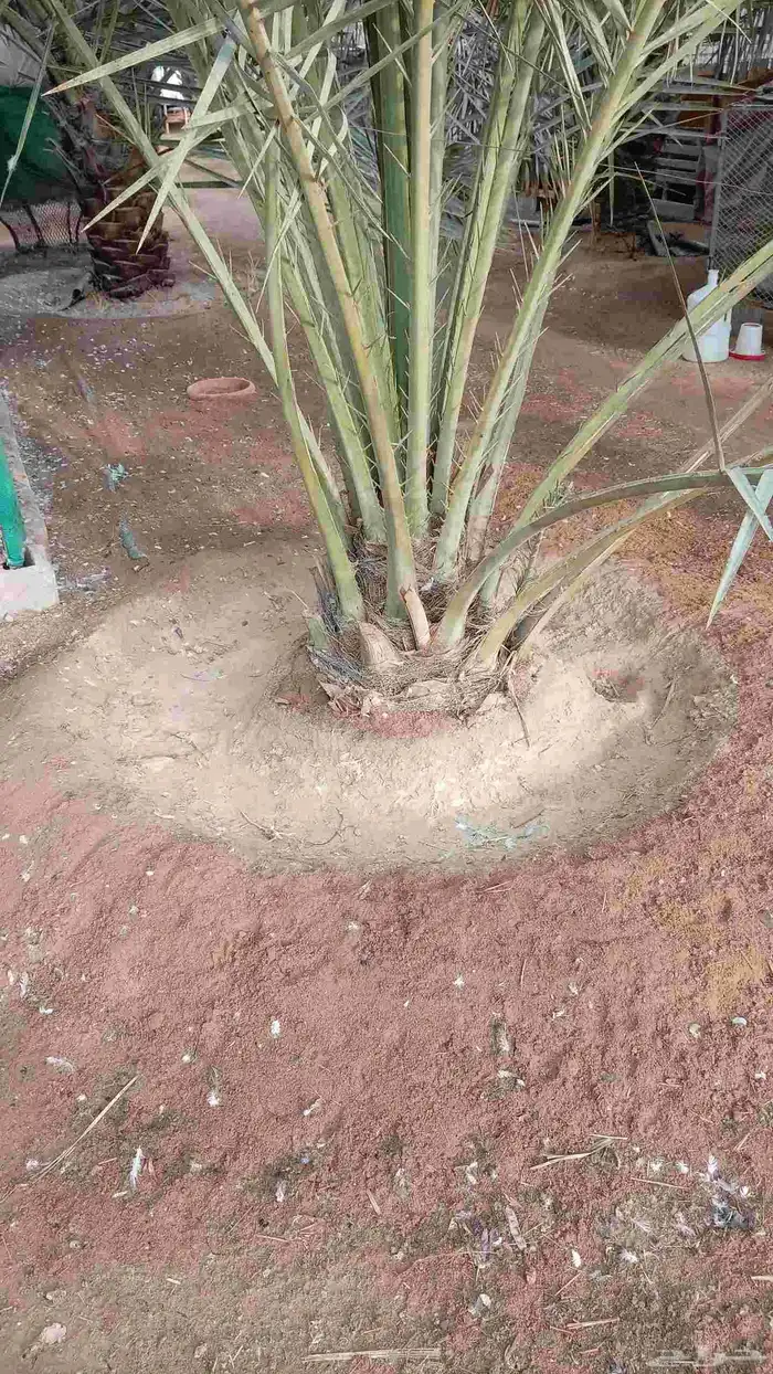 نخل للبيع بجميع أنواعها صقعي هلالي فنخاء مجدول 1