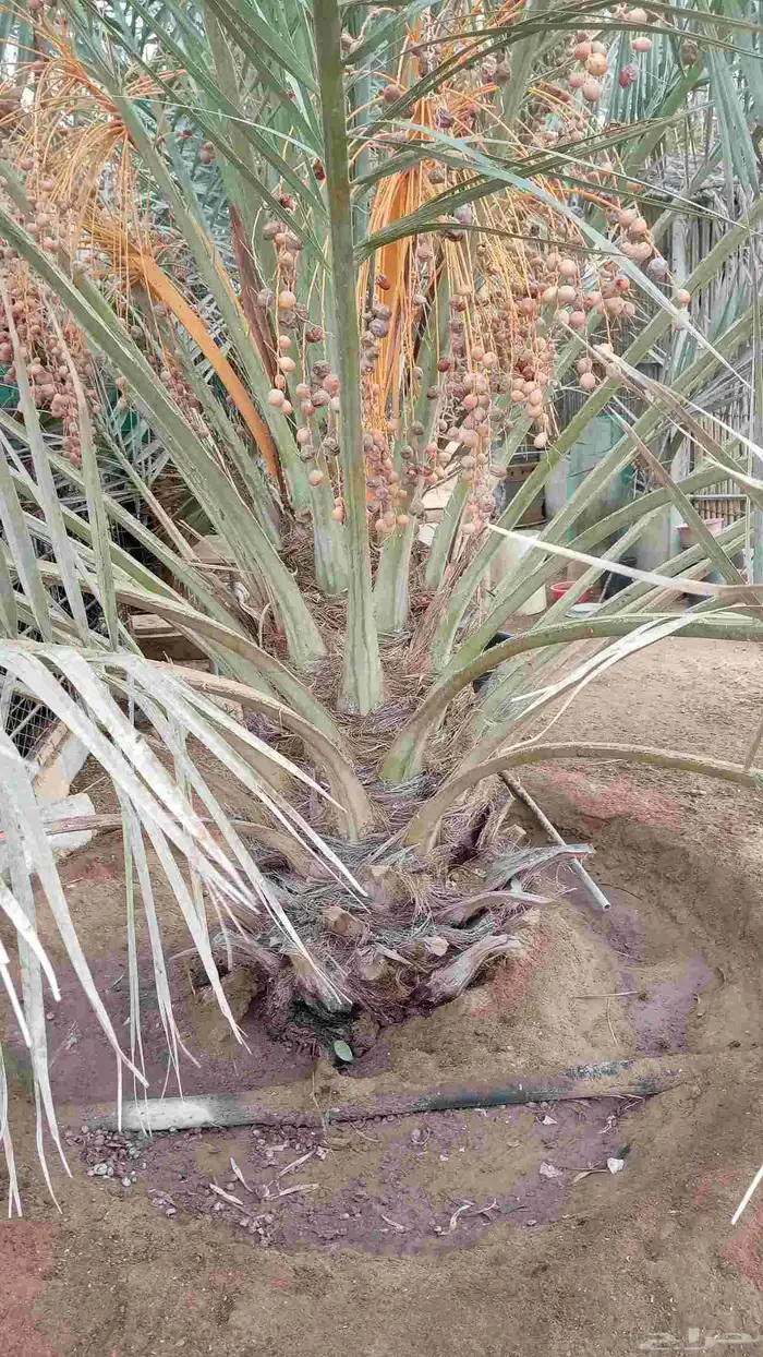 نخل للبيع بجميع أنواعها صقعي هلالي فنخاء مجدول 0