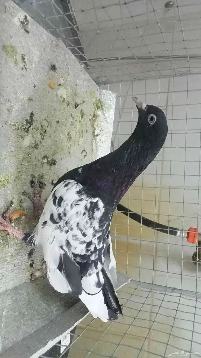 للبيع ازواج رام 4