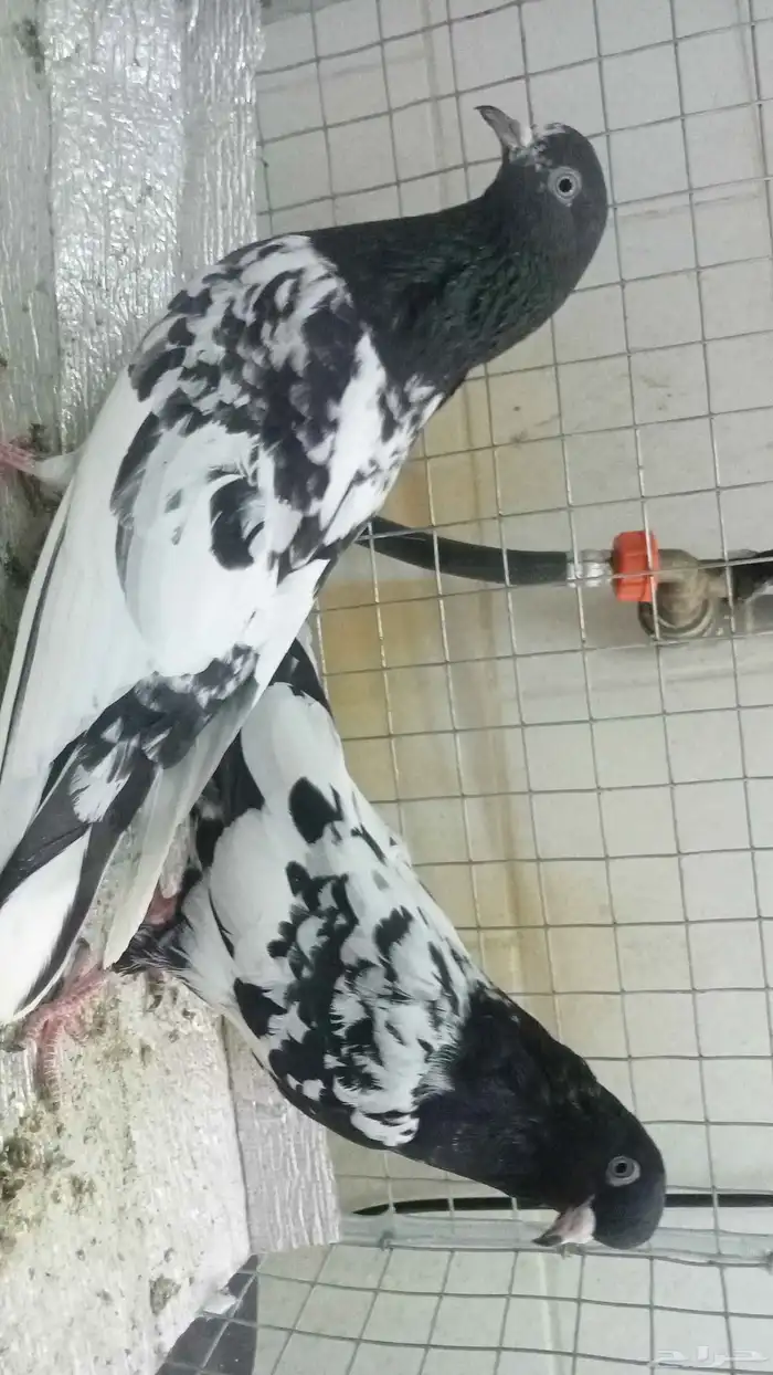 للبيع ازواج رام 9