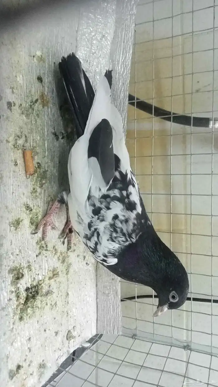 للبيع ازواج رام 6