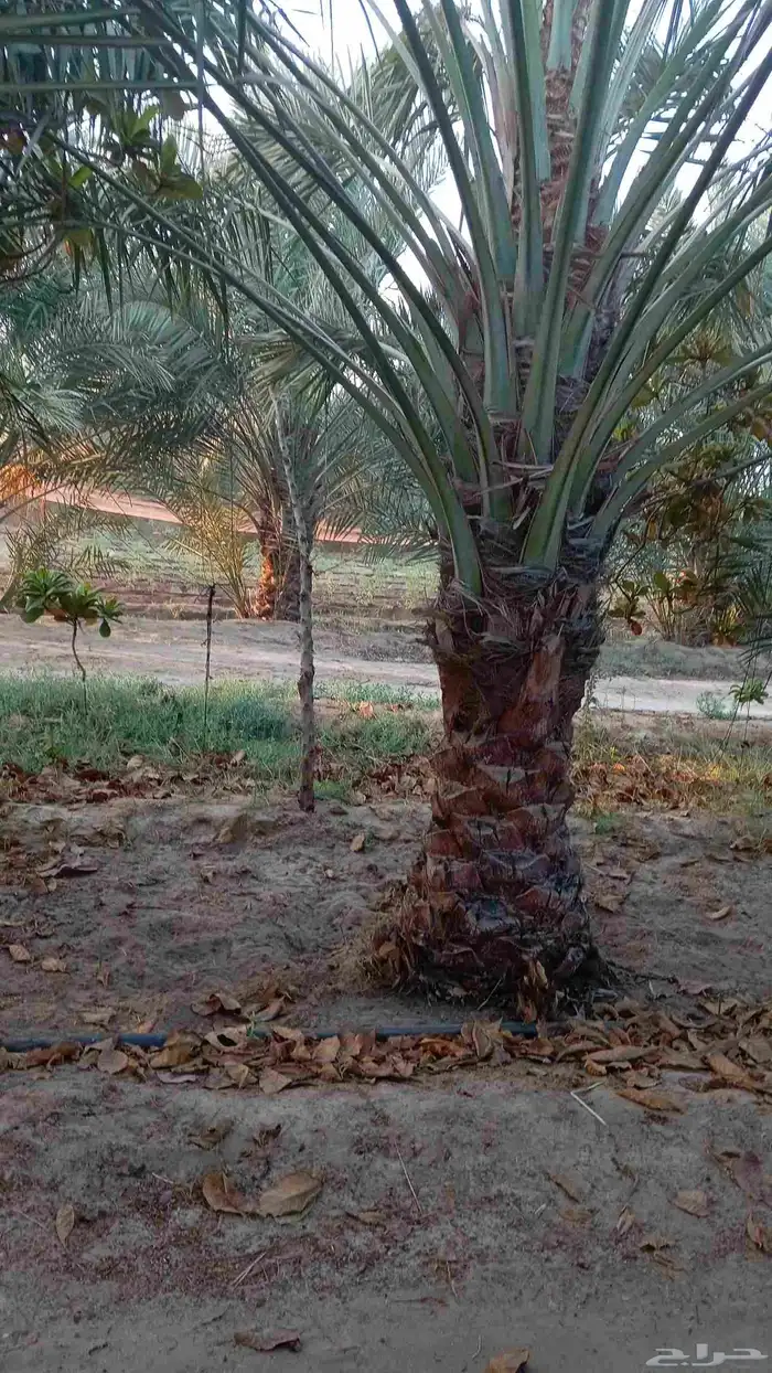 ابوياسين لبيع جميع انواع النخيل البلدي والواشنطن والفسيل 3
