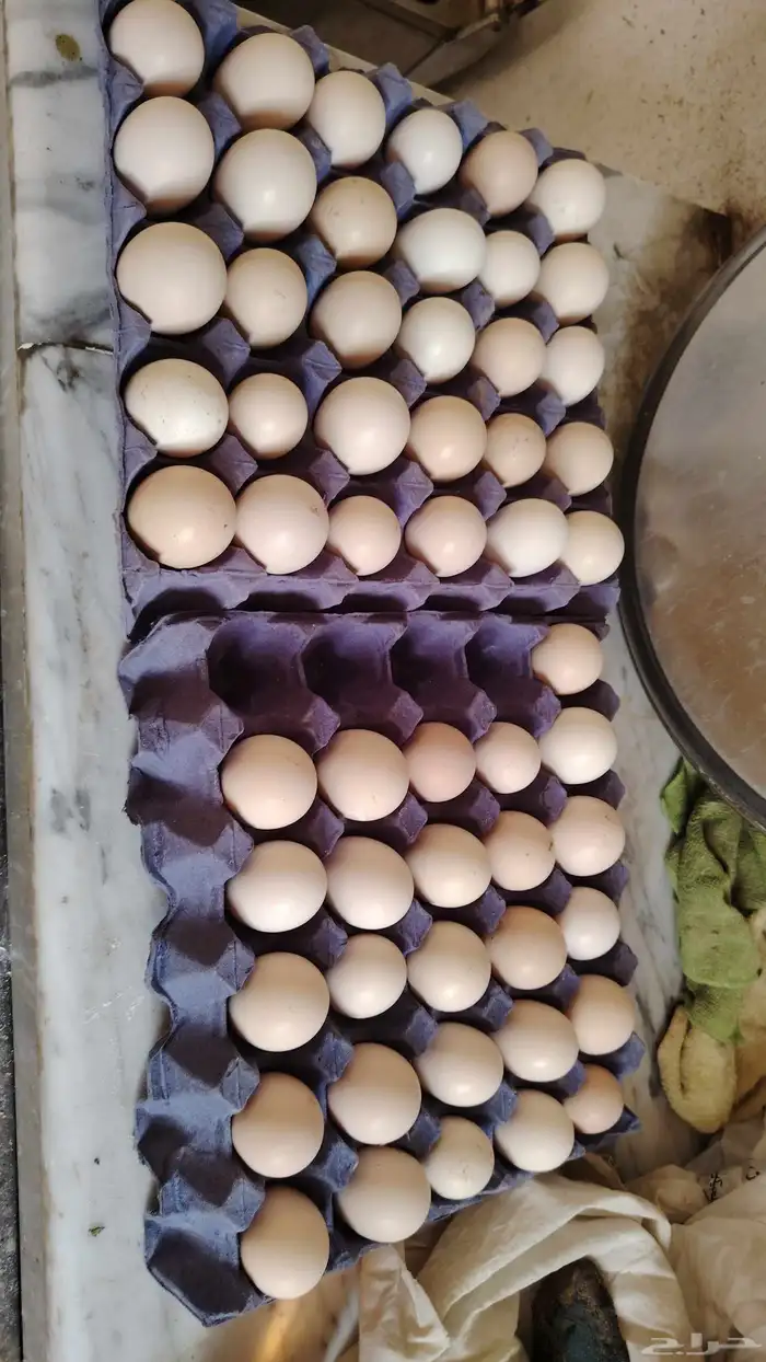 بيض براهما مخصب 0