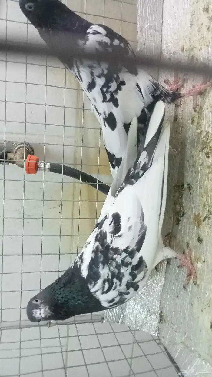 للبيع ازواج رام 12