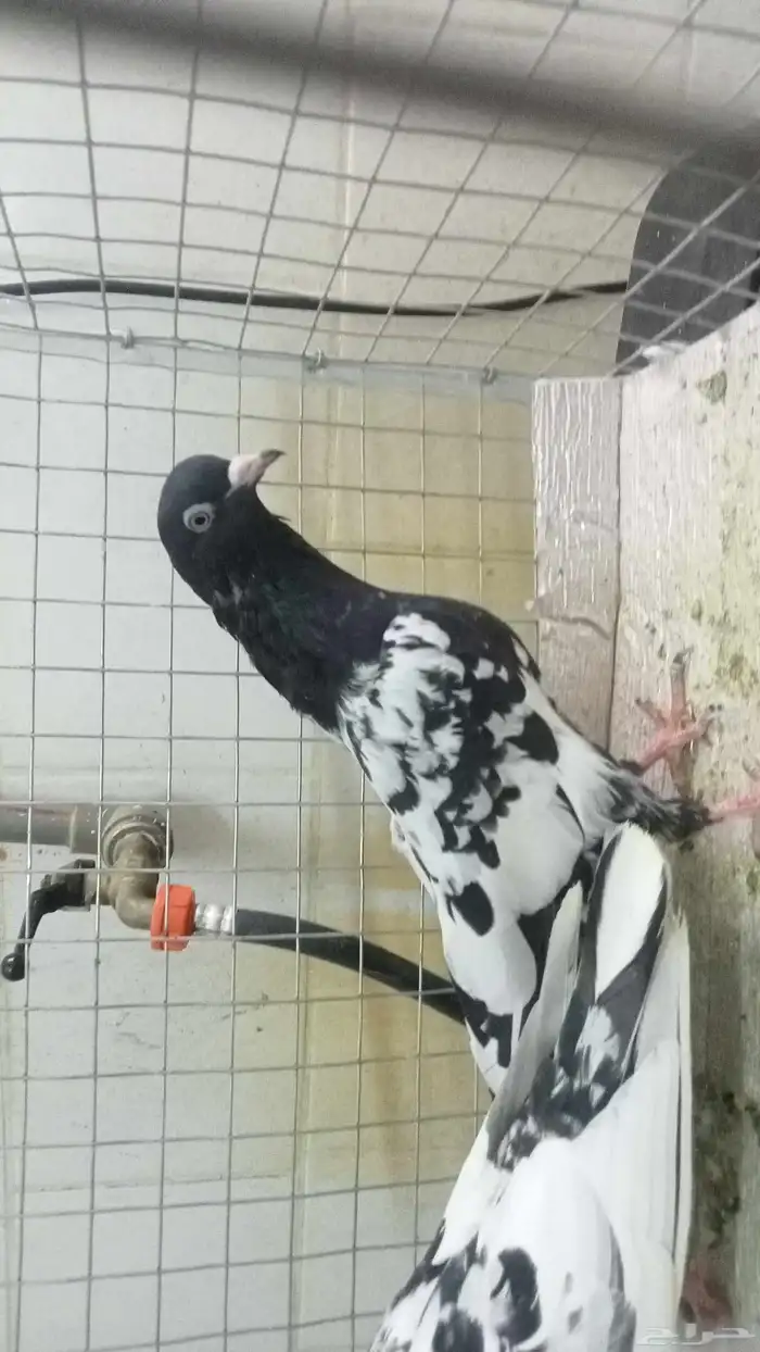 للبيع ازواج رام 13