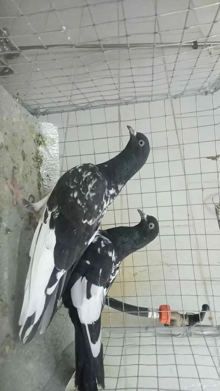 للبيع ازواج رام 16