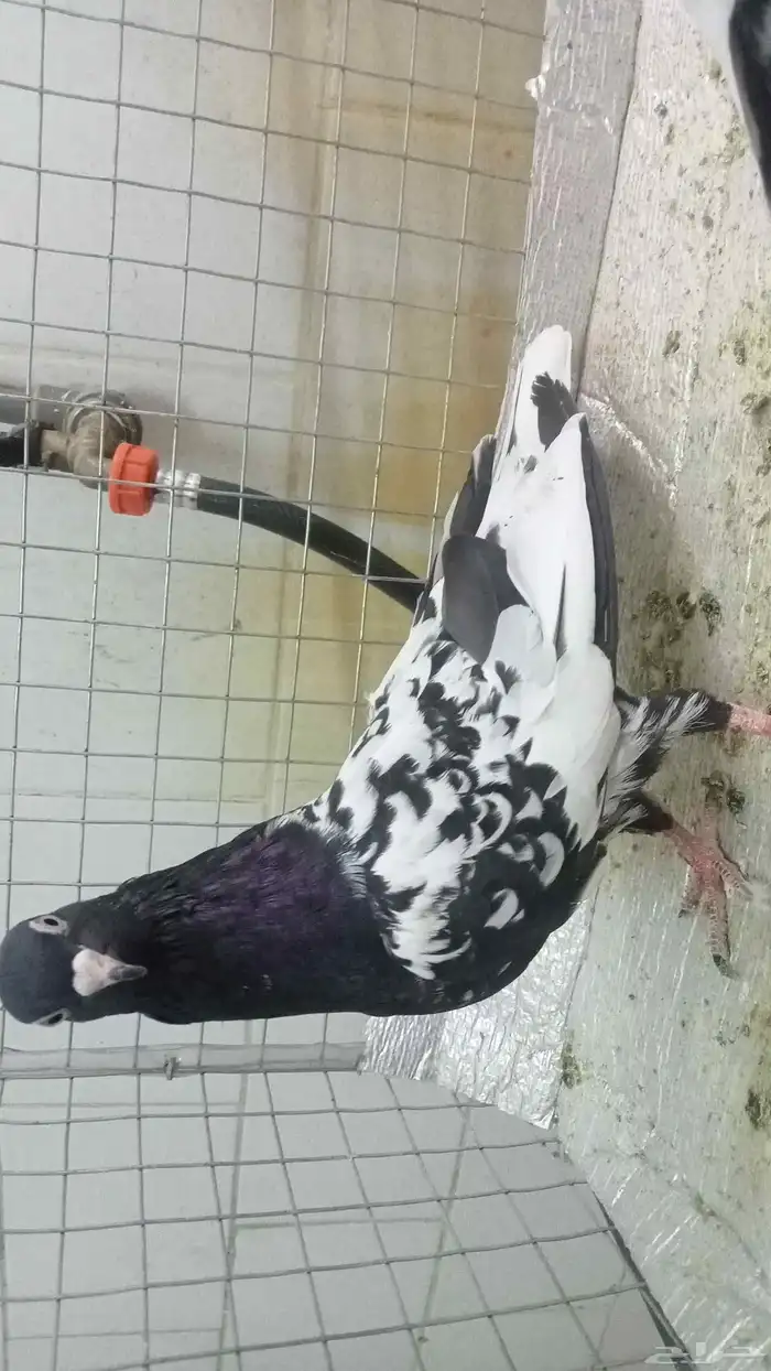 للبيع ازواج رام 17