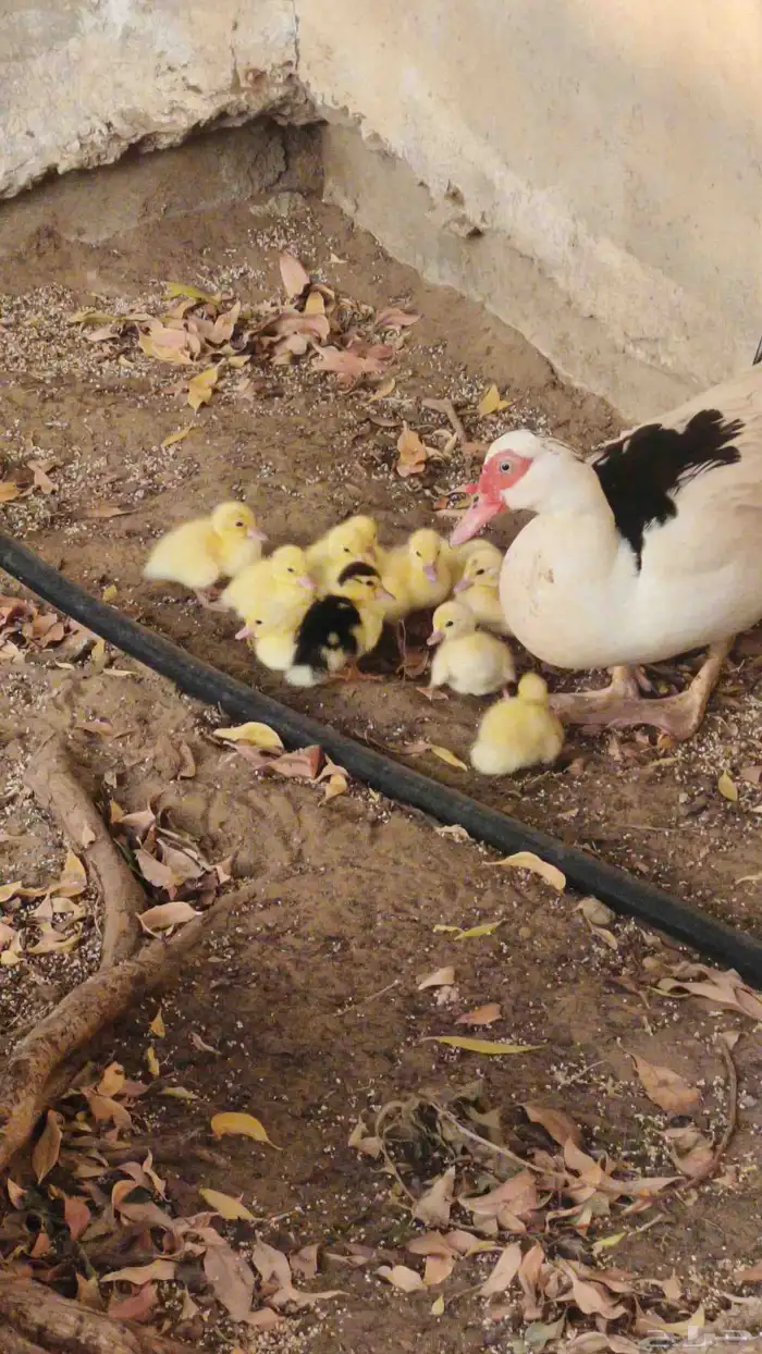 بطه معا صيصانها 2