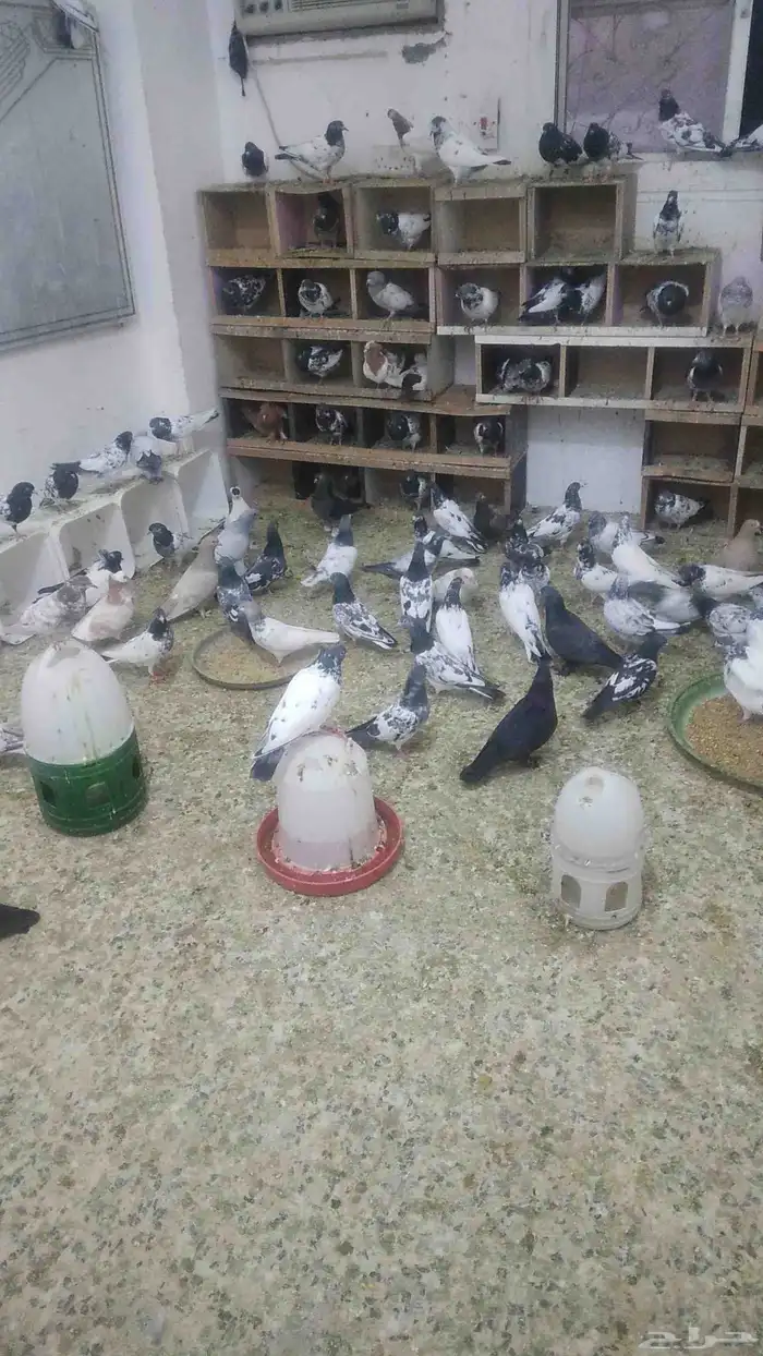 مجموعة حمام باكستاني 1