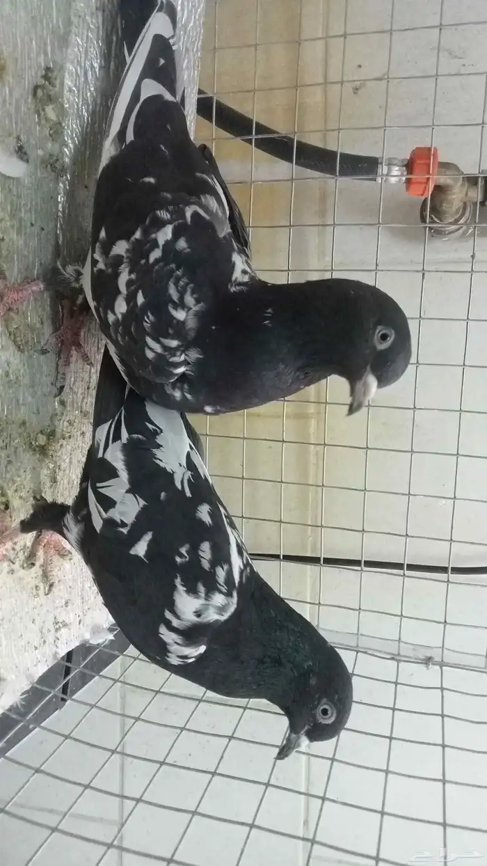 للبيع ازواج رام 21