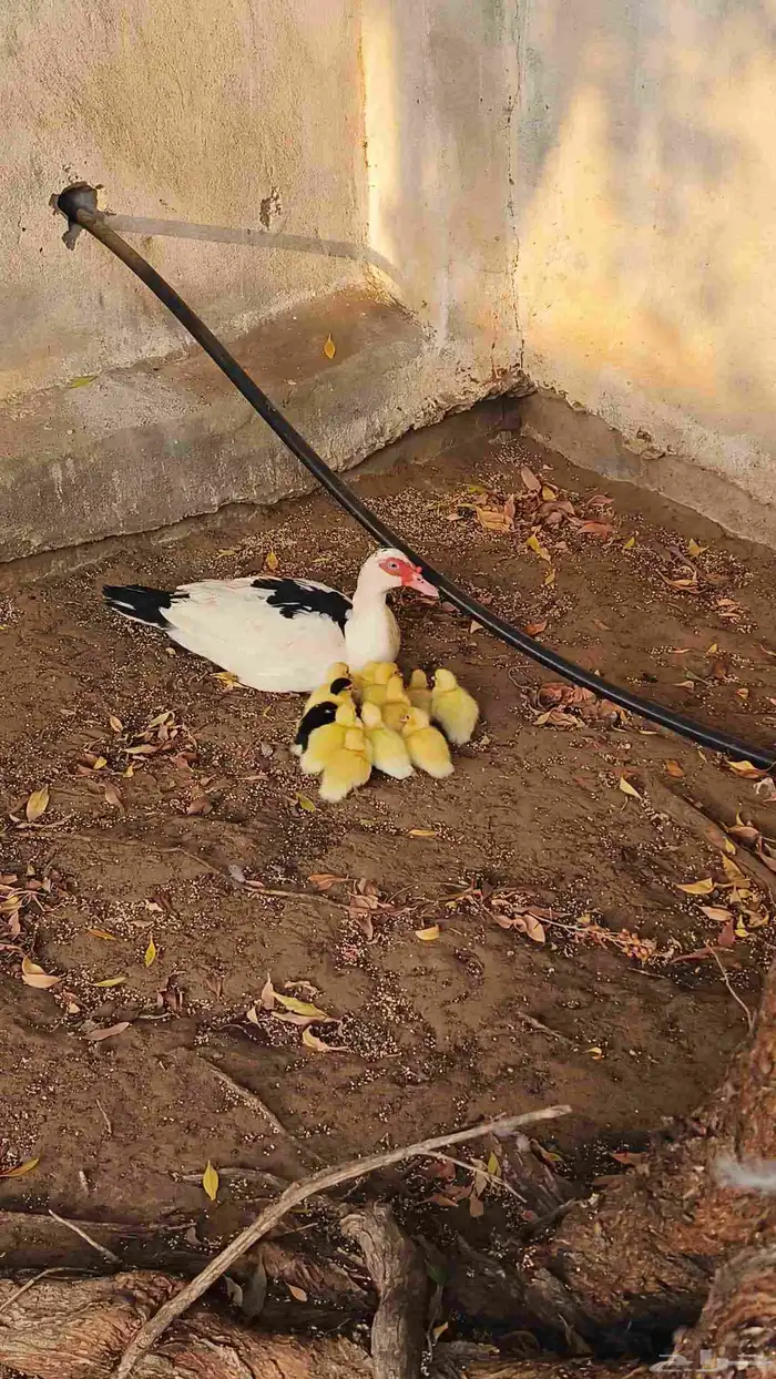 بطه معا صيصانها 0