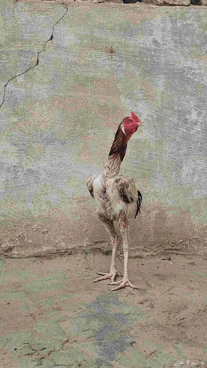 ديك باكستاني 0