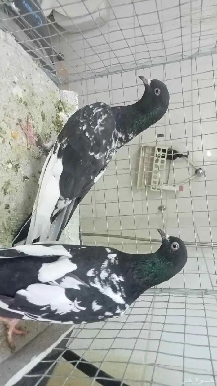 للبيع ازواج رام 19