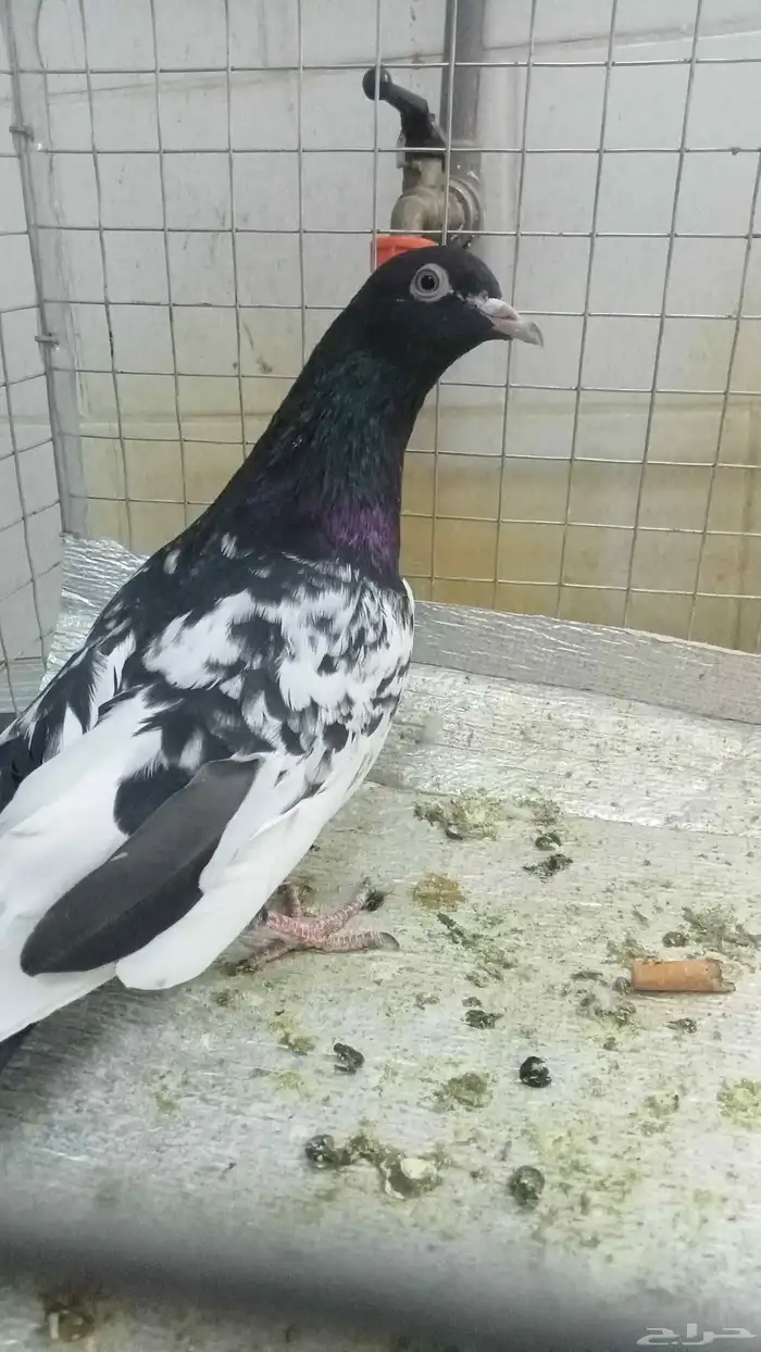 للبيع ازواج رام 0