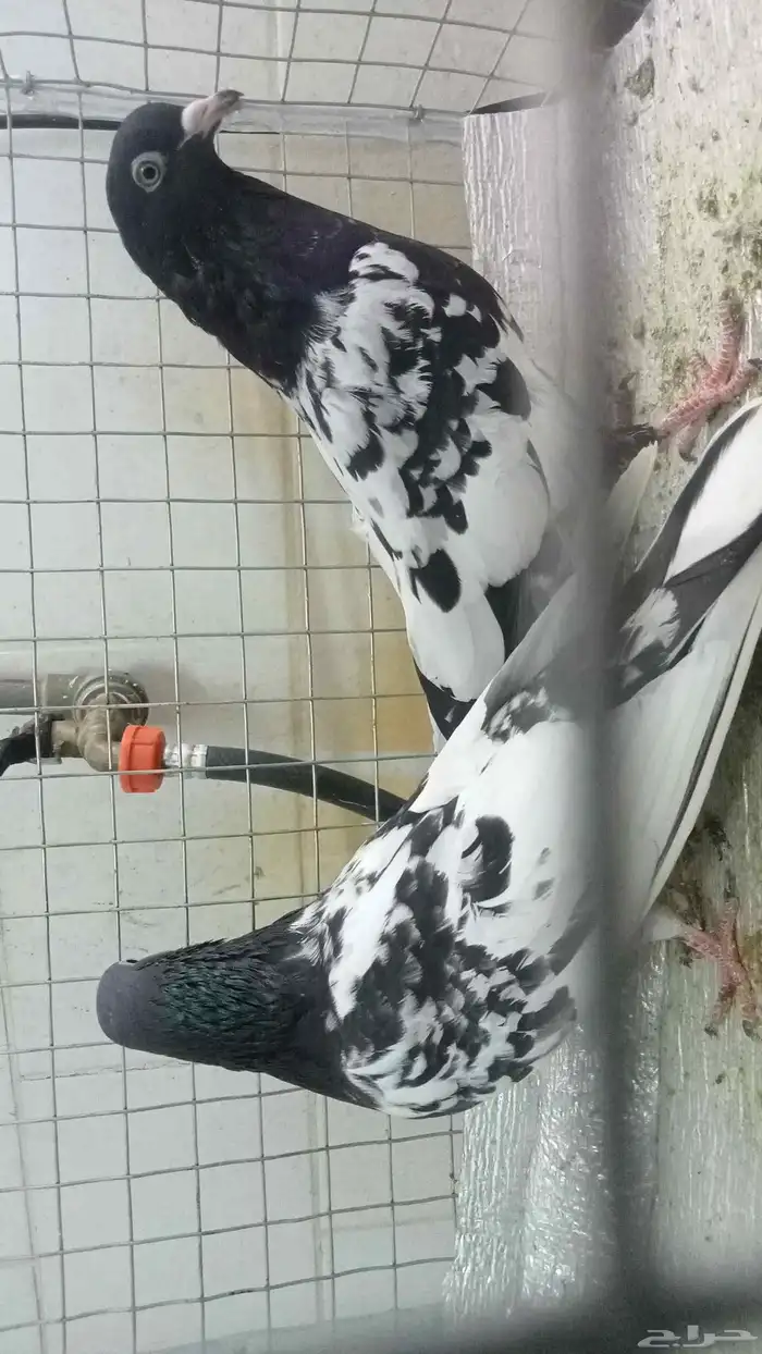 للبيع ازواج رام 10