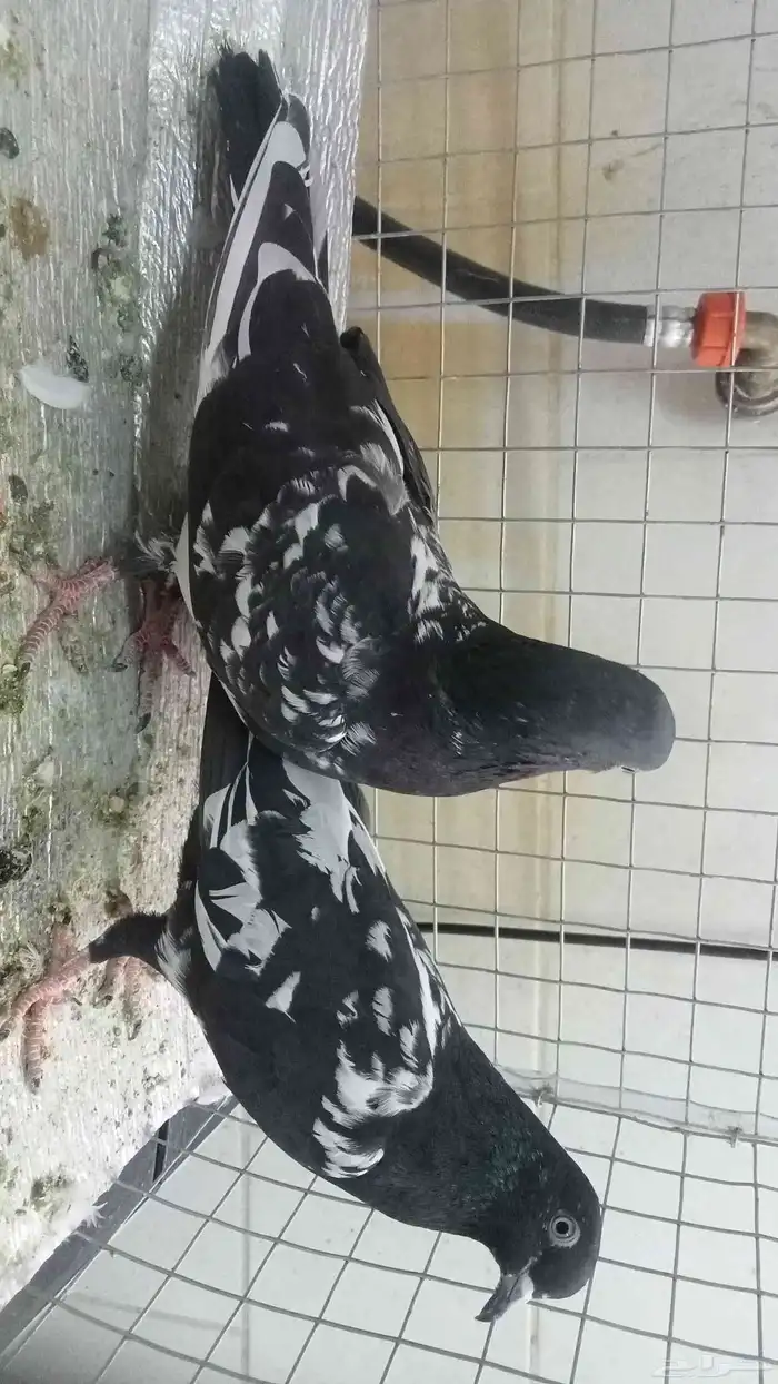 للبيع ازواج رام 20