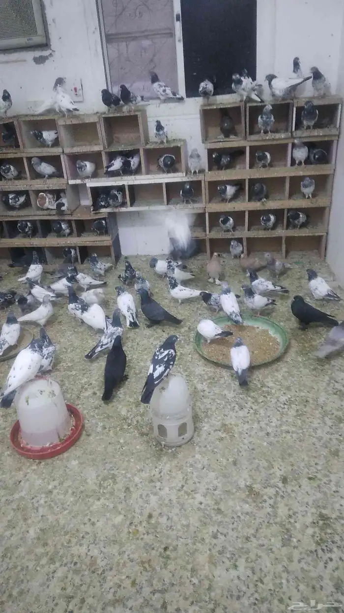 مجموعة حمام باكستاني 0