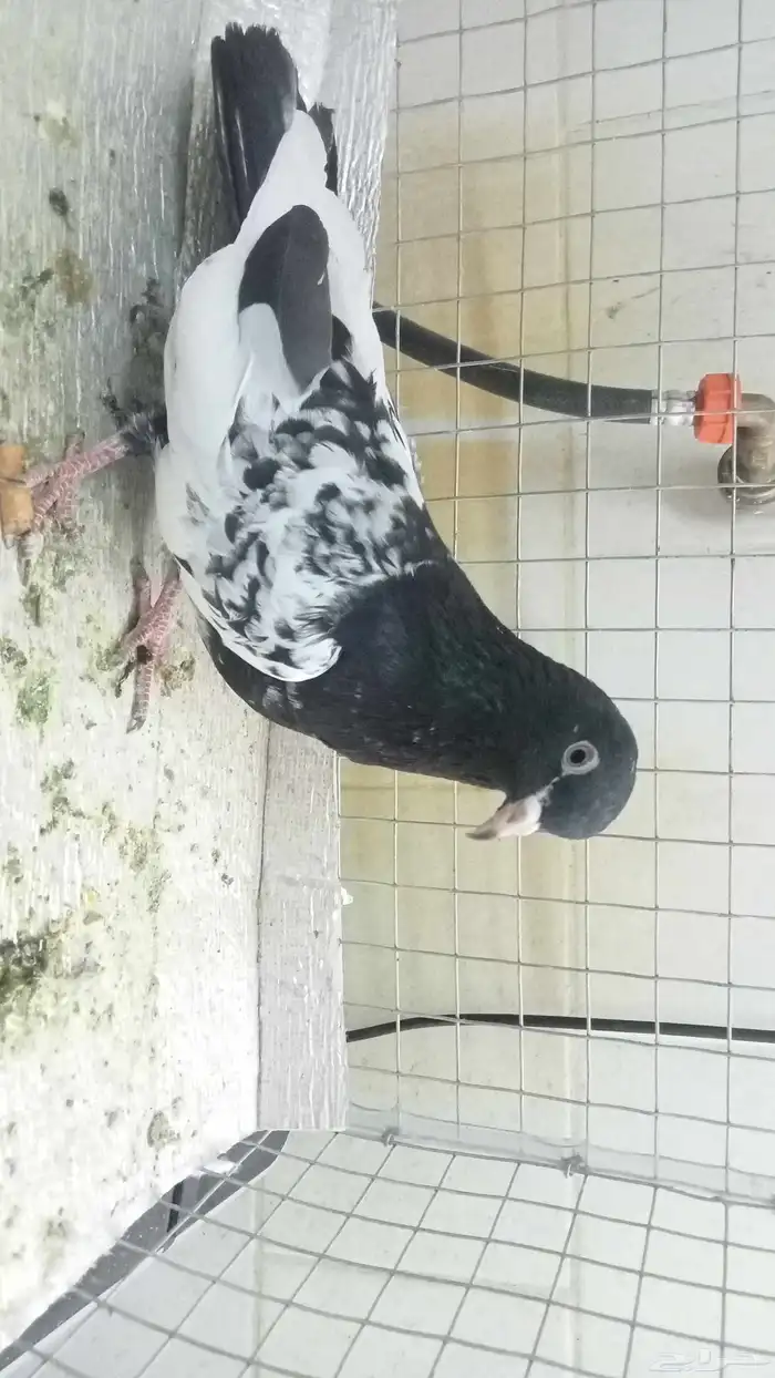 للبيع ازواج رام 7