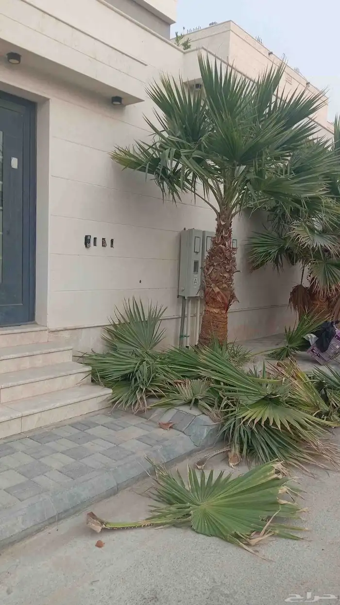 ابوياسين لبيع جميع انواع النخيل البلدي والواشنطن والفسيل 0