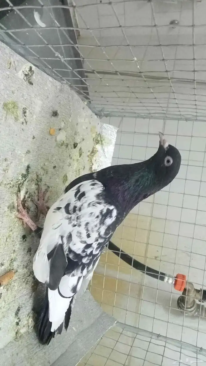 للبيع ازواج رام 1