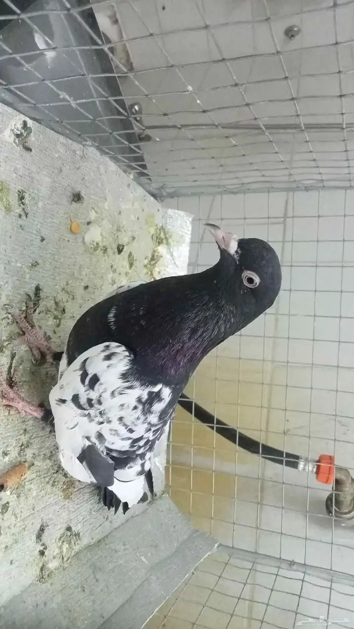 للبيع ازواج رام 2