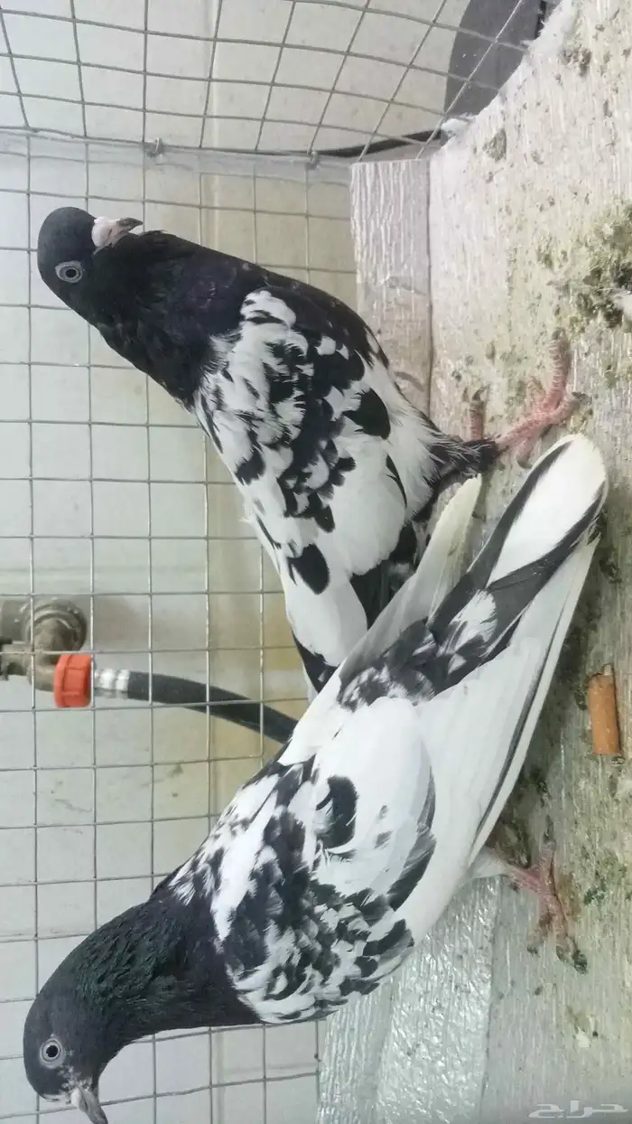 للبيع ازواج رام 8