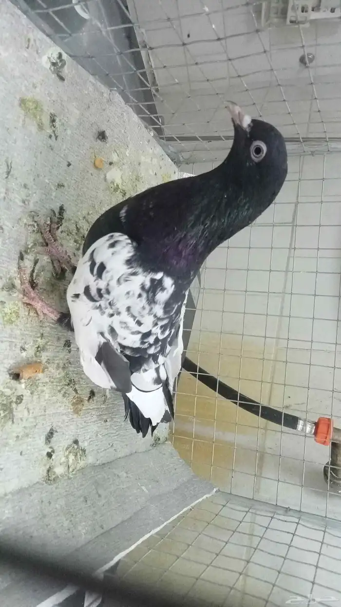 للبيع ازواج رام 3